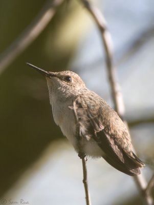 Juvenile Anna's Hummingbird - #1