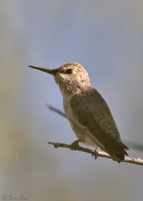 Juvenile Anna's Hummingbird - #2