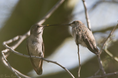Anna's Hummingbird with Youngster #1