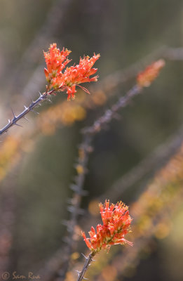 Ocotillo