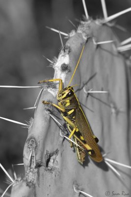 Grasshopper_7415ds.jpg