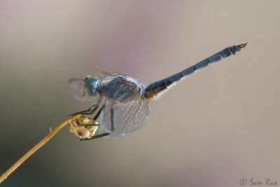 Blue Dasher Dragonfly (Male)