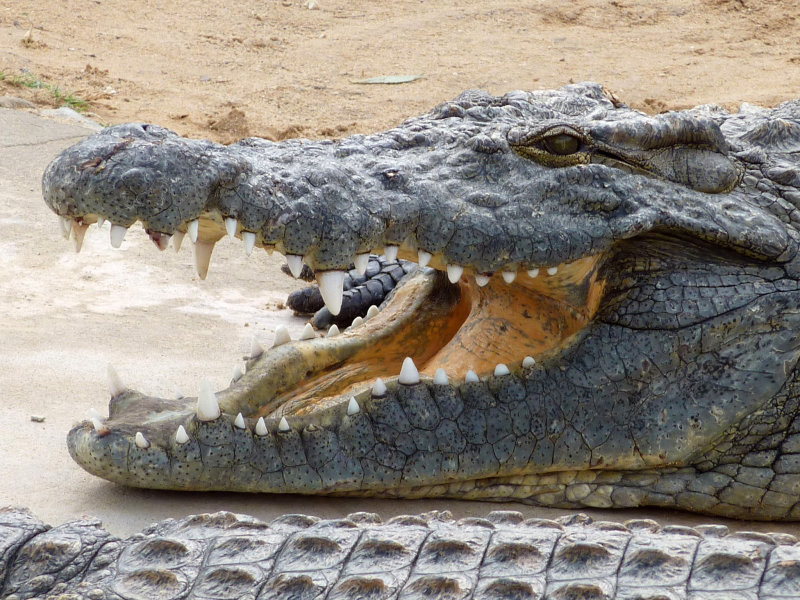 400 crocodiles du Nil,