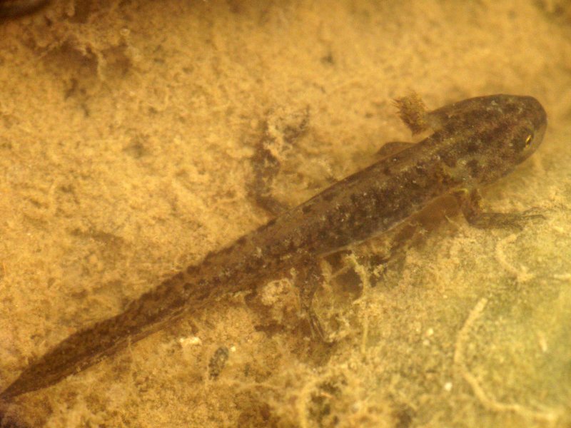 Un Bebe Triton Bien Difficile A Photographier Photo Anna Christian Reck Photos At Pbase Com