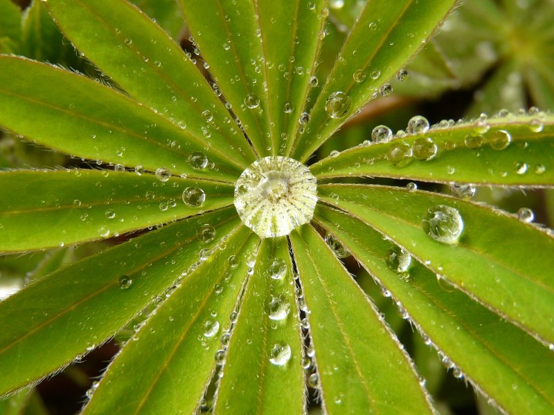 Perles de pluie