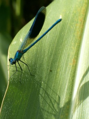 Caloptryx splendens