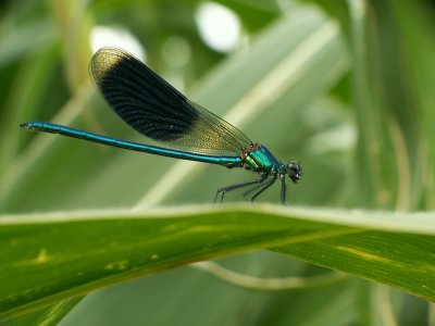 Caloptryx splendens