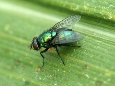 Mouche verte