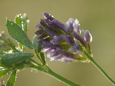 Fleur de luzerne