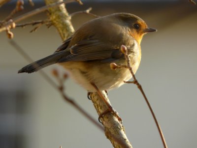 Rouge-gorge - European robin