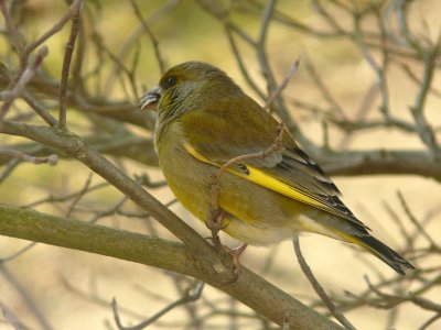 Verdier - Greenfinch