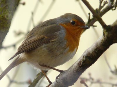 Rouge-gorge - European robin