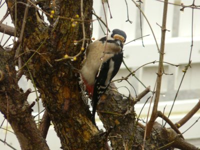 Pic peiche mle - Woodpecker male