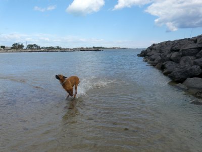 Notre chienne Tina dcouvre la mer