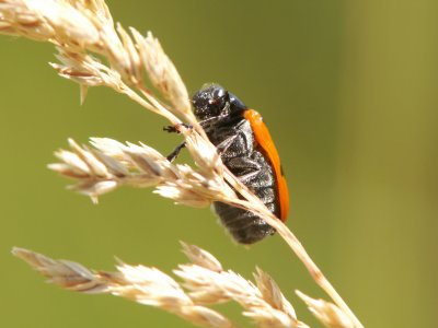 Cryptocephale princier