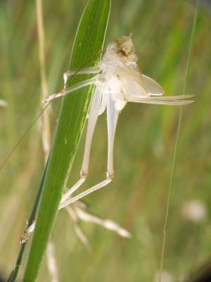 Mue de grande sauterelle verte - Moulting of grasshopper