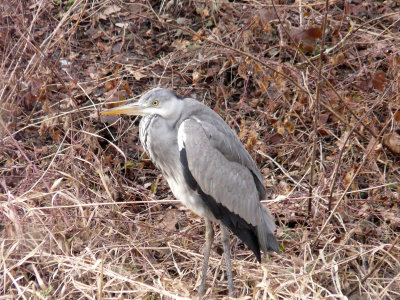 Hron cendr - Grey heron