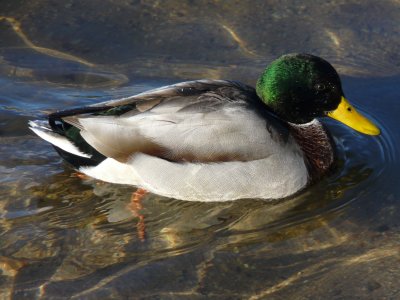 Colvert
