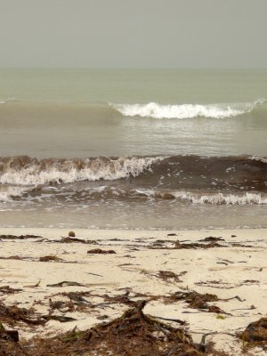 Les vagues deferlent sur la plage, charriant des algues brunes