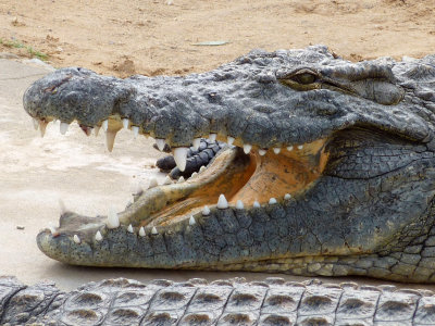 400 crocodiles du Nil,