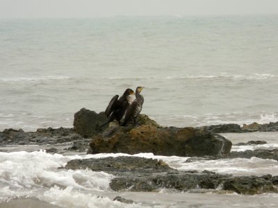 Des cormorans sur un rocher perchs