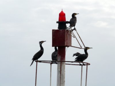 Cormorans