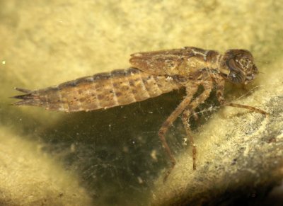 Larve de libellule aeschne dans mon bassin - Aeschne larva in my pond
