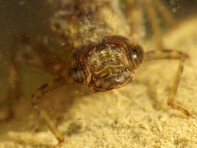 Les yeux dans les yeux d'une larve de libellule aeschne - Eyes in eyes with a  dragonfly's larva