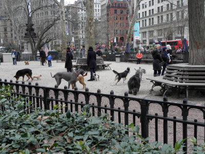 Dogs runcourt in Madison Park