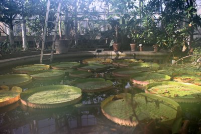 Botanic garden - Le jardin botanique