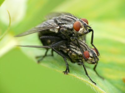 Mouches damier s'accouplant - Flies coupling