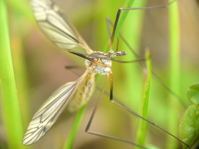 Tipule