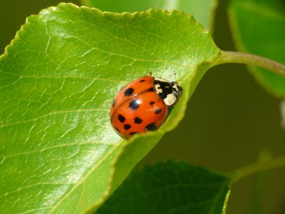 Coccinelle - Ladybug