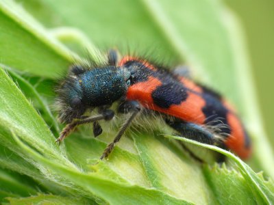 Clairon des abeilles