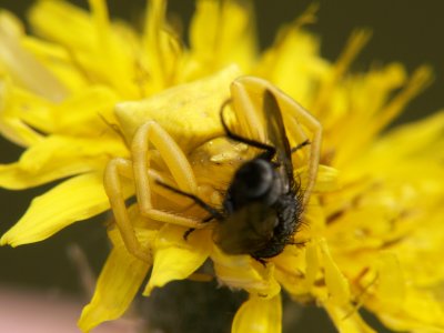 Araignee crabe capturant une mouche - Crab spider capturing a fly