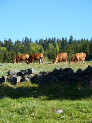 Atmosphre buccolique avec ces vaches qui paissent dans les pturages