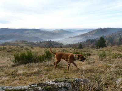 Notre chienne Tina devant la valle de Chajoux dans le brouillard