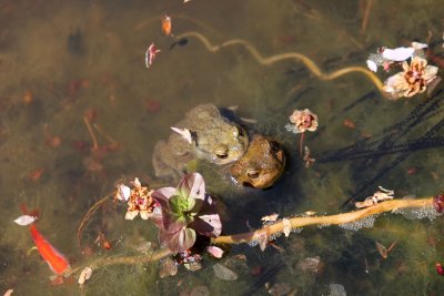 Accouplement de crapauds dans mon bassin - Toads mating in my pond