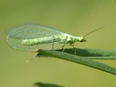 Chrysope