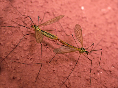 Accouplement de tipules