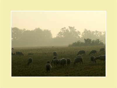 Les moutons dans la brume - Sheeps in the mist