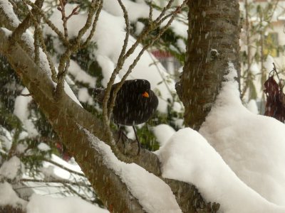 Merle sous la neige