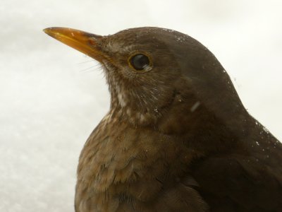 Merle sous la neige
