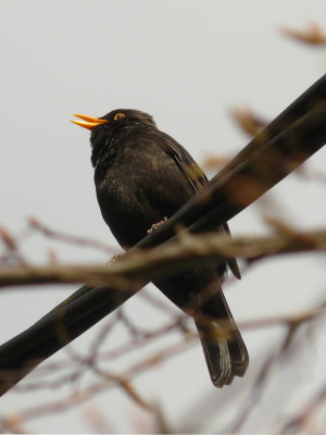 Je chante, je chante soir et matin