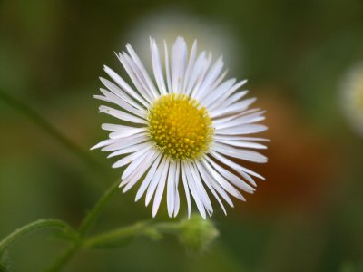 Le temps des fleurs - Flowers