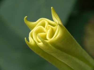 Datura