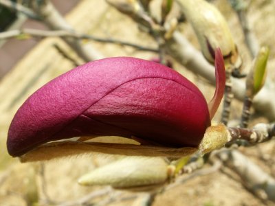 Bouton de Magnolia
