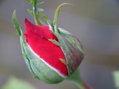 Bouton de rose