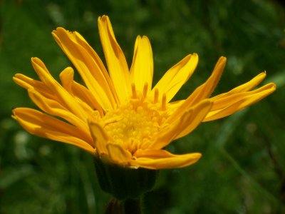 Arnica