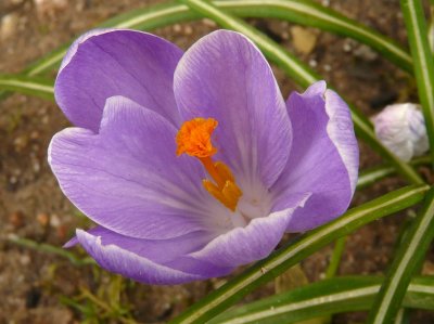 Crocus